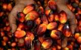 Feng shui says palm oil will do well in Year of the Pig